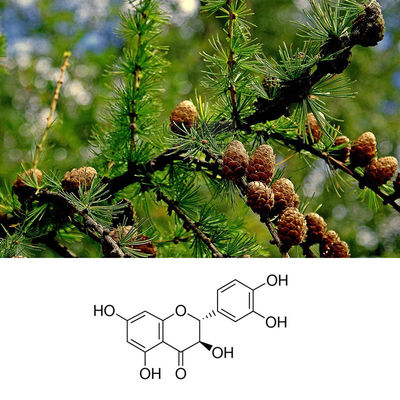 High Purity Taxifolin Dihydroquercetin Powder CAS 480-18-2