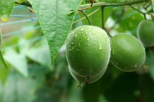 Mogroside V Glutathione Extract , 25% 80% Monk Fruit Extract Powder