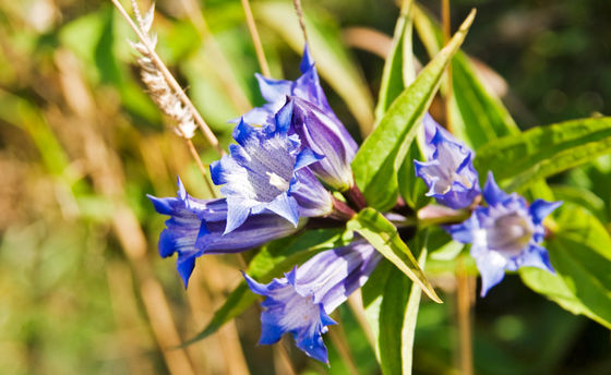 Gentiopicrin 1.5% Gentian Root Powder Natural Pharmaceutical Material